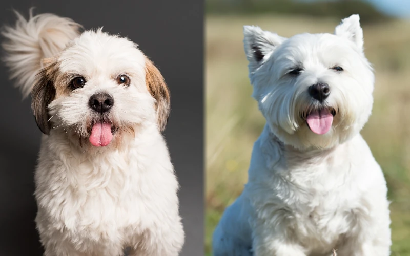 Weshi (Shih Tzu & Westie Mix): Info, Pictures, Care Guide & Traits