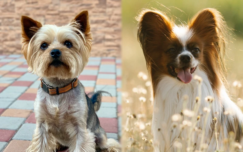 Yorkillon (Yorkie Papillon Mix): Info, Pictures, Care Guide & Traits