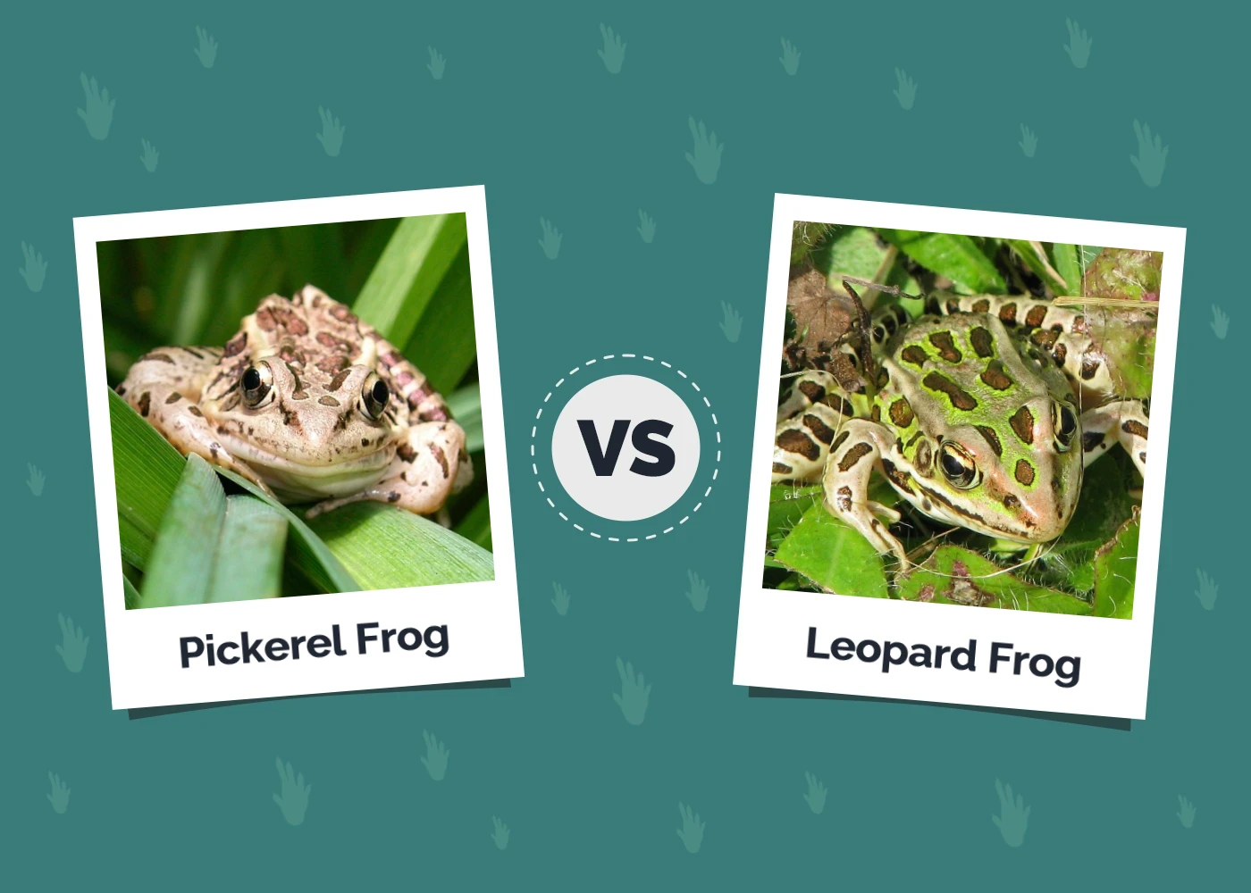 Pickerel Frog vs Leopard Frog: The Differences (With Pictures)