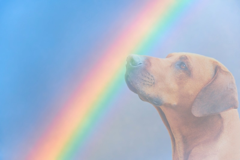 Crossing the Rainbow Bridge: Meaning & Coping Advice