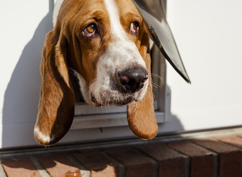 How to Train Your Dog to Use a Doggie Door: 8 Vet-Reviewed Steps