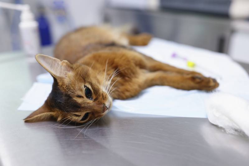 Kidney Stones In Cats: Signs, Causes, Care & FAQ (Vet Answer)