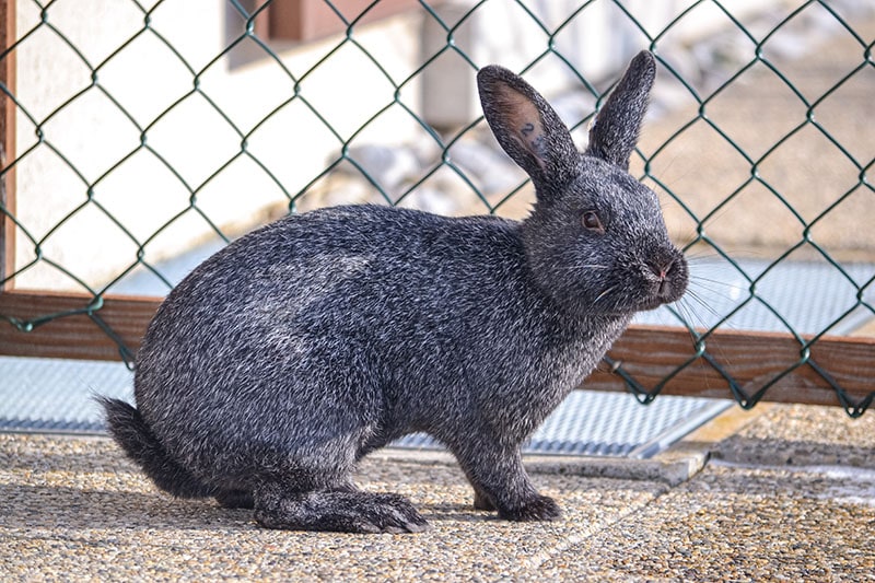 Silver Rabbit: Pictures, Breed Care Guide, Lifespan & Traits