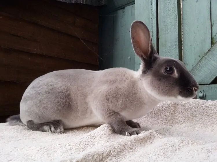 Smoke Pearl Rabbit: Pictures, Care Guide, Lifespan & Traits