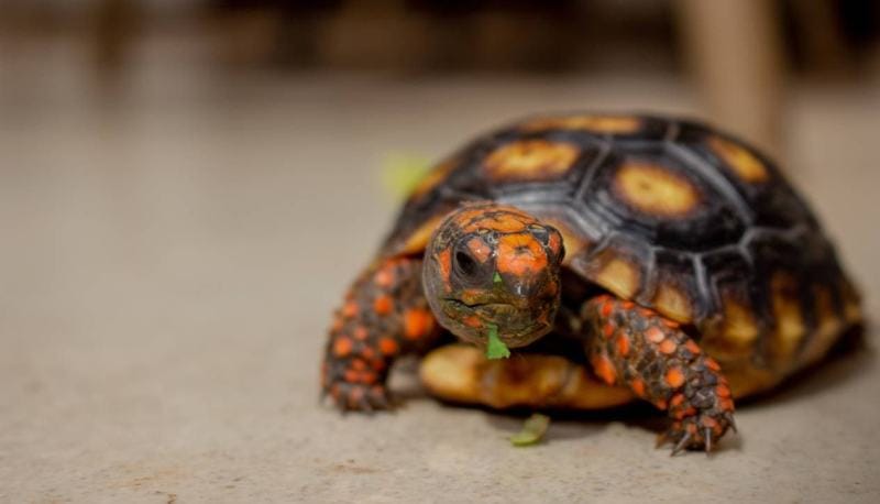 Tortoises Eat Broccoli