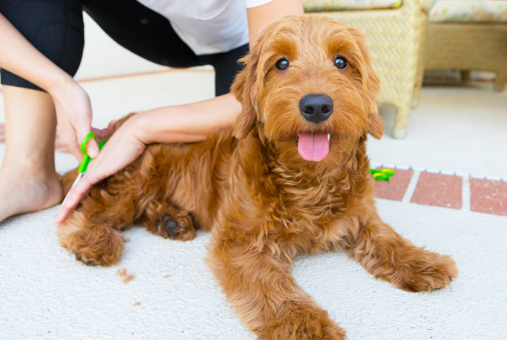 My Dog Keeps Burping and Licking Their Lips: 6 Vet-Approved Causes & Reasons To Worry