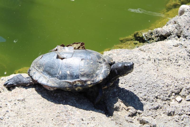 Turtle Shell Peeling & Shedding: What's Normal & What Isn't