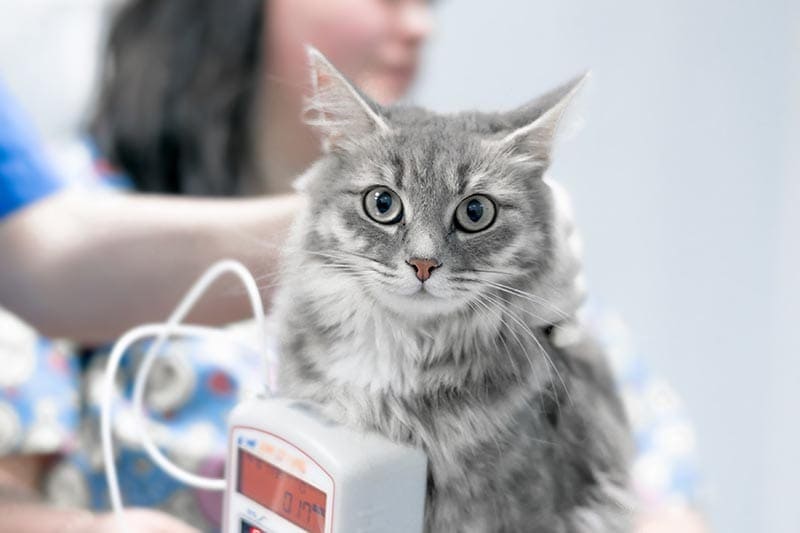 Salmonella in Cats: Vet-Explained Signs, Prevention, & Treatment