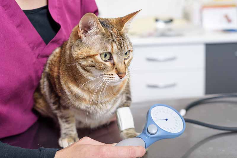 What Is a Normal Cat Blood Pressure Reading? Our Vet Explains