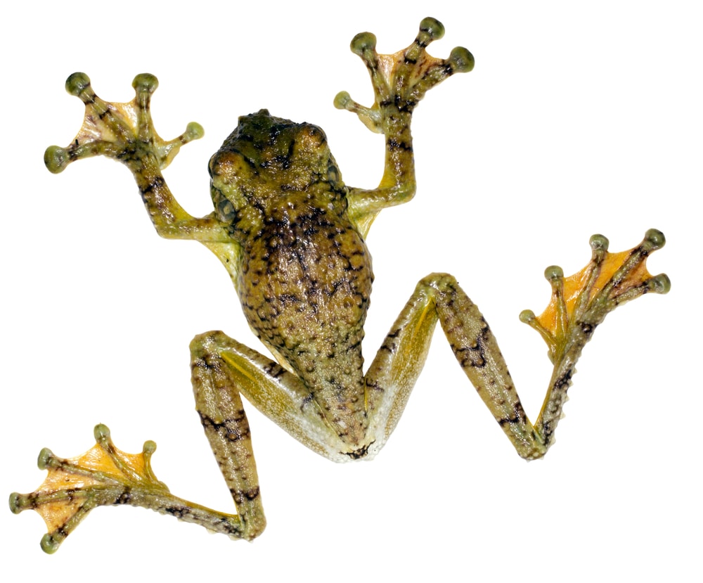 How Many Toes Do Frogs Have? Vet-Verified Anatomical Information