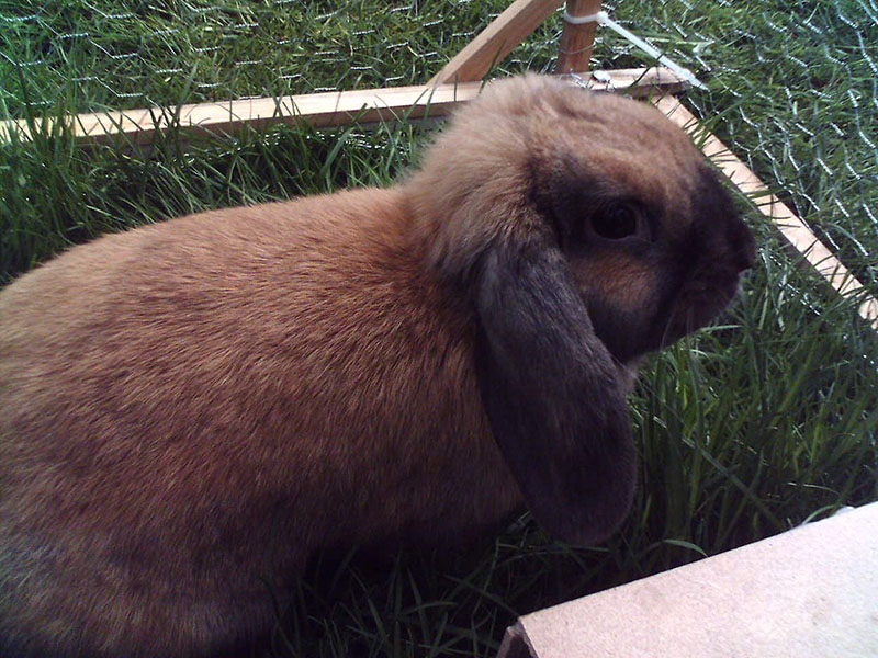 Thuringer Rabbit: Info, Care, Diet, Pictures & More