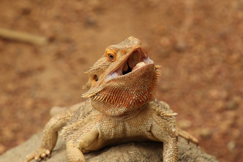 Do Bearded Dragons Get Lonely? Vet-Reviewed Reptile Social Habits