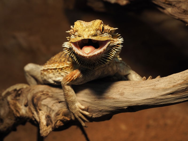 Why Do Bearded Dragons Wave? 5 Vet-Reviewed Reasons