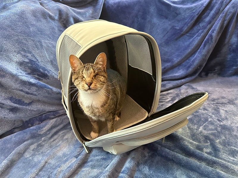 a blind cat sitting in the maxbone x prince backpack