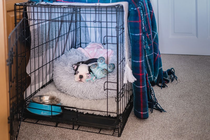 Puppy’s First Night at Home: 6 Tips to Survive the First 24 Hours