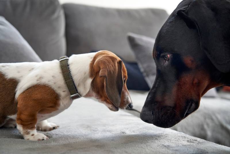 Are Dobermans Good With Other Dogs? Vet-Verified Facts