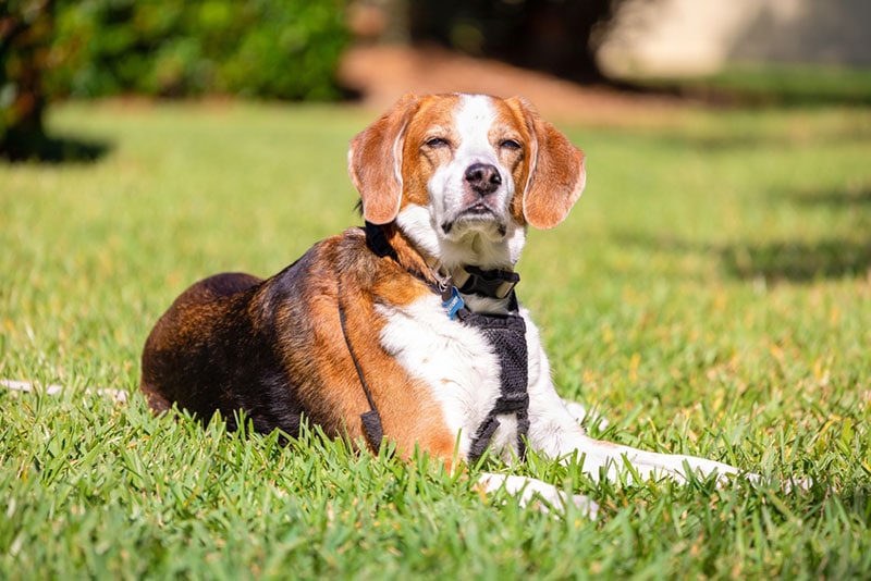 Why Do Dogs Lie in the Sun? 5 Vet-Reviewed Reasons