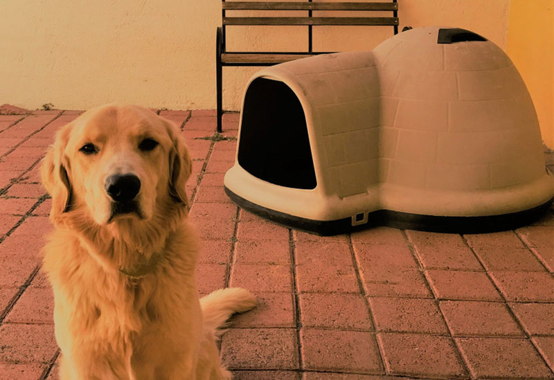 a golden retriever dog sitting in front of the igloo house