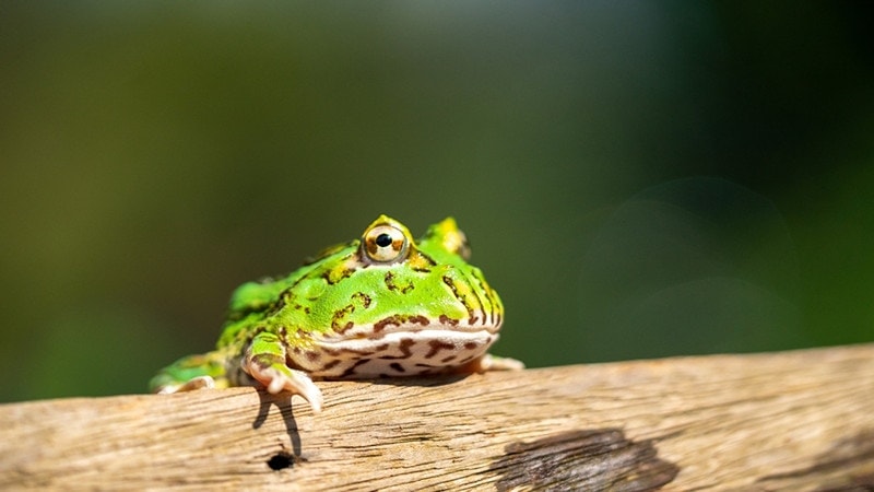 What Is the Ideal Temperature for a Pacman Frog? Vet Approved Facts & Care Tips