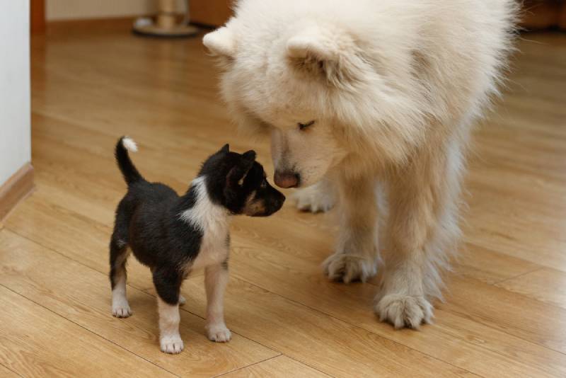 How Should I Introduce My Puppy to a Dominant Dog? 6 Vet Approved Tips