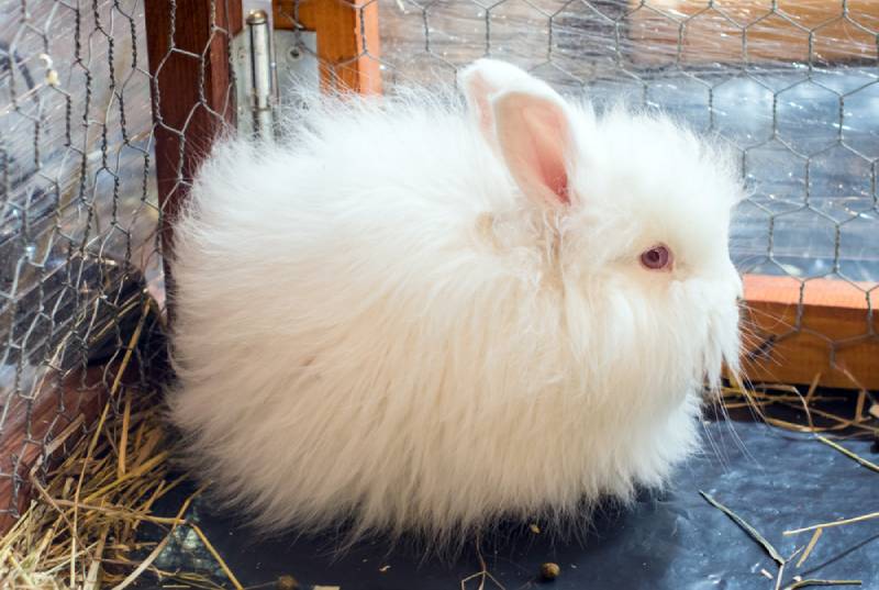 Satin Angora Rabbit: Info, Pictures, Care Guide, Lifespan & More