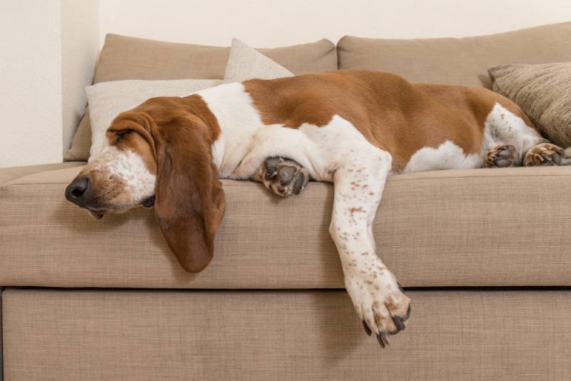 21 Low-Energy Dog Breeds: Vet-Verified Info & Pictures