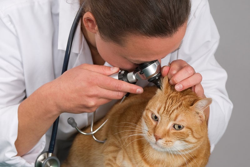 Ear Polyps in Cats: Causes, Signs & Treatments (Vet Answer)
