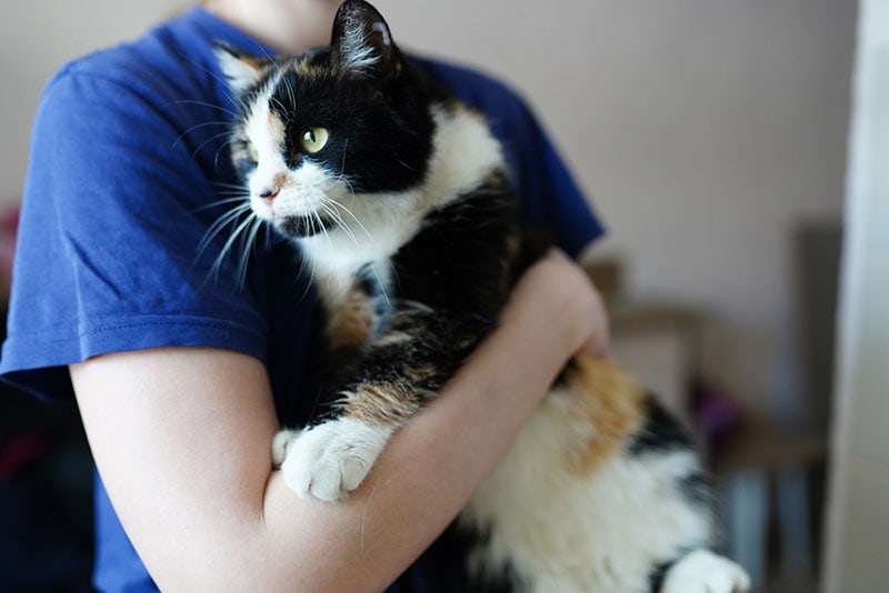 Do Cats Love Their Owners? Feline Affection Explained