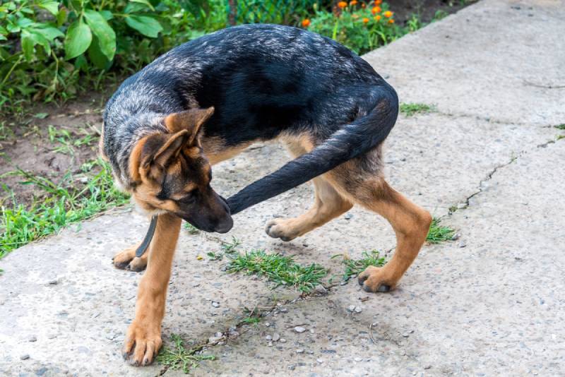 Why Do Dogs Chase Their Tails? 7 Vet-Verified Typical Reasons