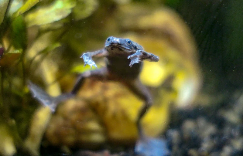 Can Frogs Breathe Underwater? Vet Approved Facts & FAQ