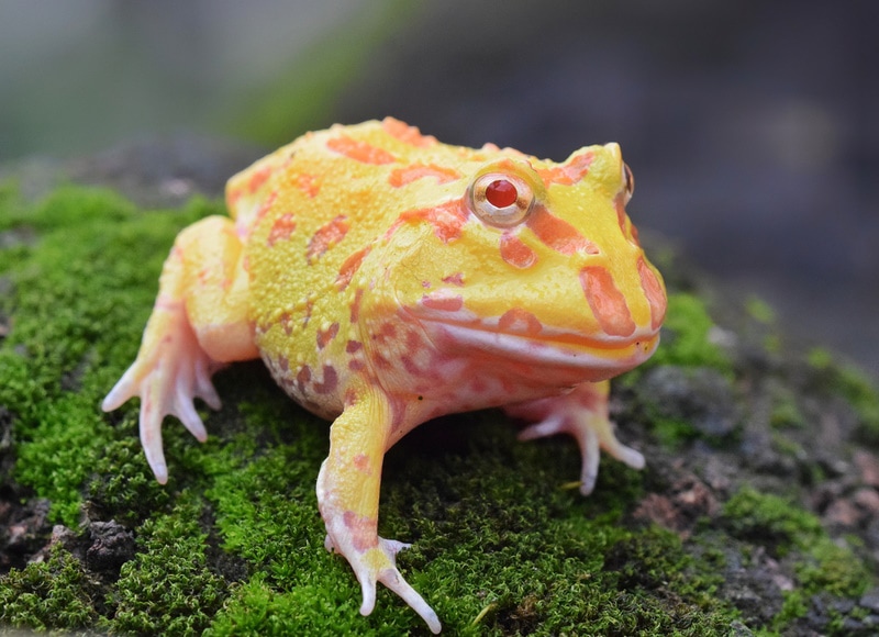 Is a Frog a Mammal? Vet-Verified Facts & Explanation