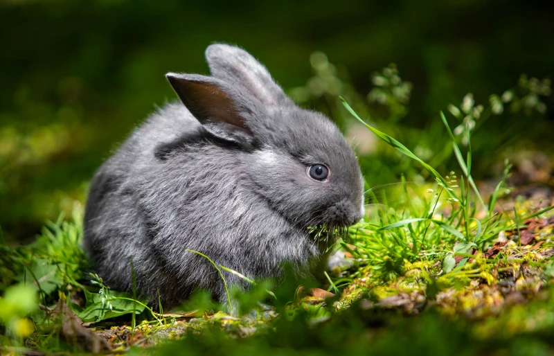 Standard Chinchilla Rabbit: Care, Pictures, Temperament, Habitat & Traits