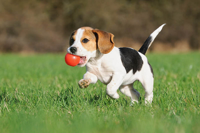 Is a Dog Park Good for My Pup? Pros, Cons, Safety Tips & FAQ