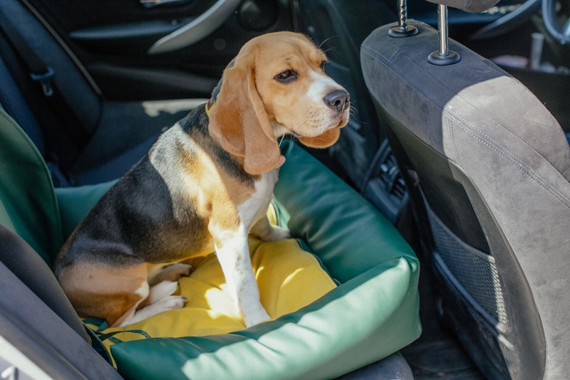 10 DIY Dog Car Seats You Can Build Today (With Pictures)