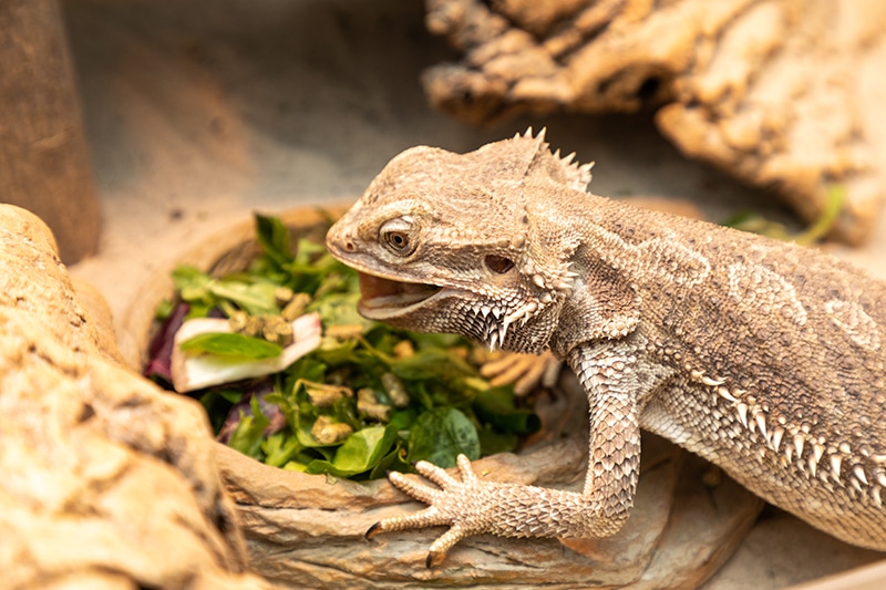 bearded dragon eating inside its terrarium