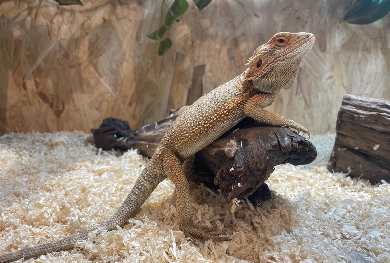 Does a Bearded Dragon Need Heat at Night? Vet-Reviewed Facts and FAQs