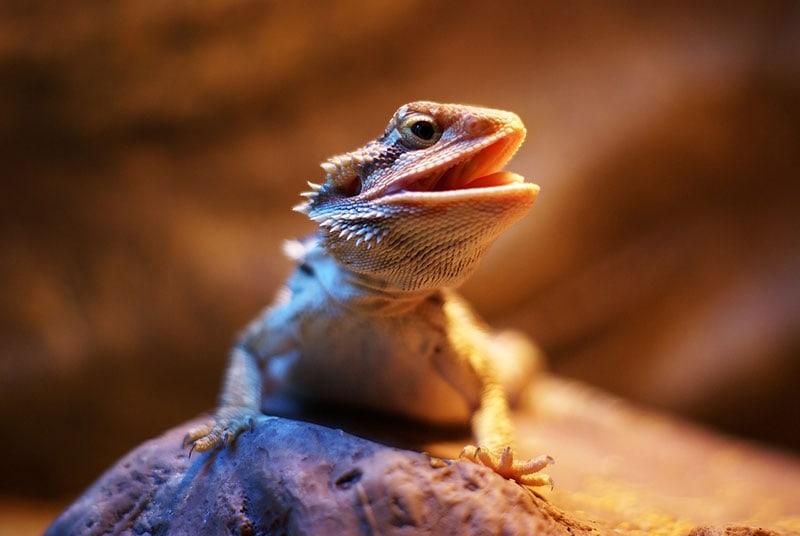 Are Bearded Dragons Friendly? Facts & Care Tips