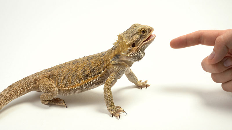 Does a Bearded Dragon’s Bite Hurt? Reasons for Biting & Facts