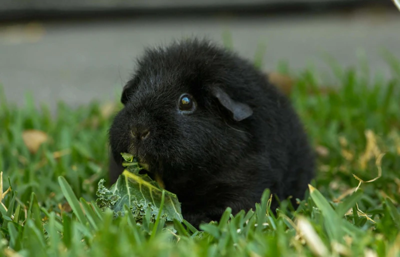 Why Do Guinea Pigs Vibrate? 5 Reasons & Facts (Vet Answer)
