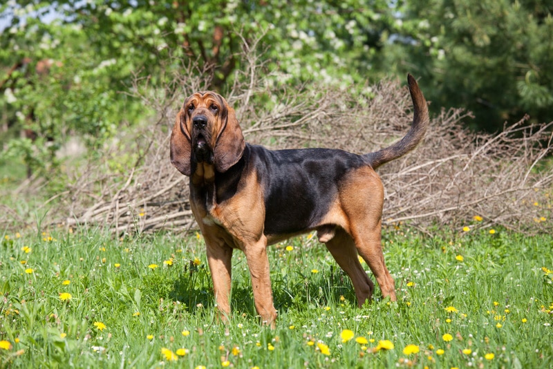 12 Surprising Bloodhound Facts (Vet Verified, With Pictures)