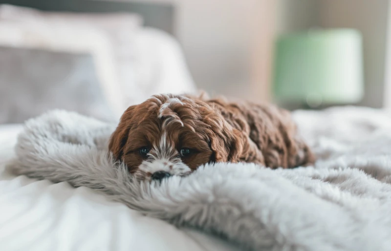 How Often Should I Wash My Dog’s Bed? Vet Approved Facts & Tips