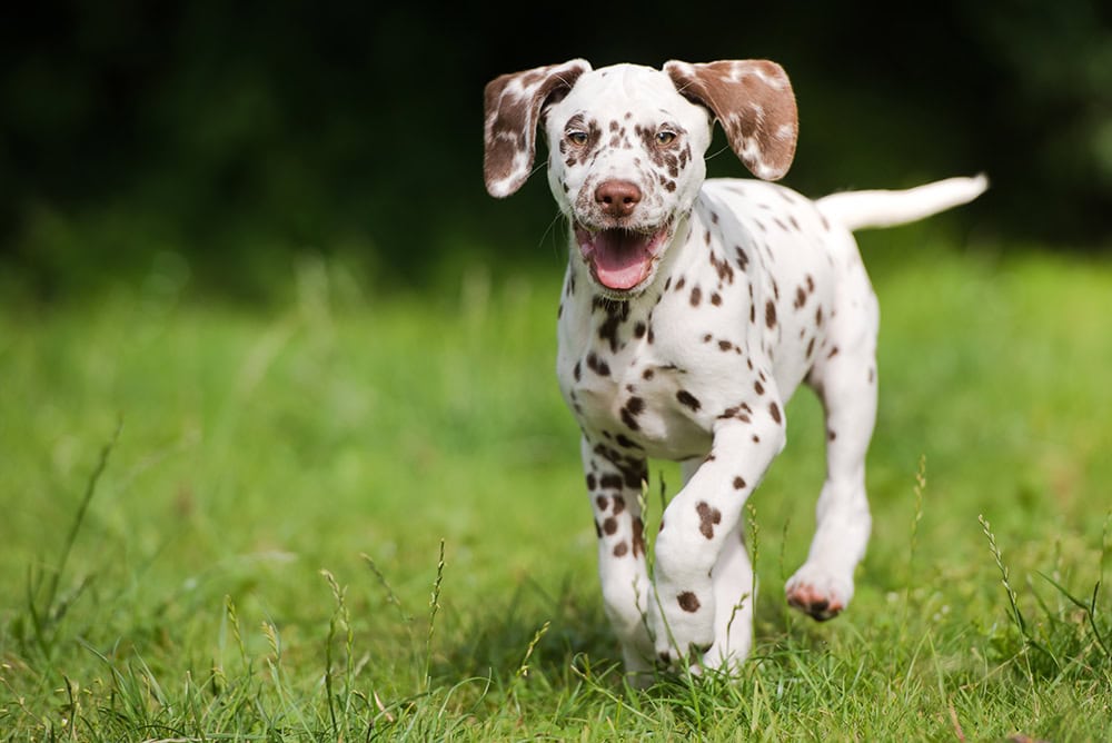 Why Do Puppies Eat Their Poop? 7 Vet-Reviewed Reasons