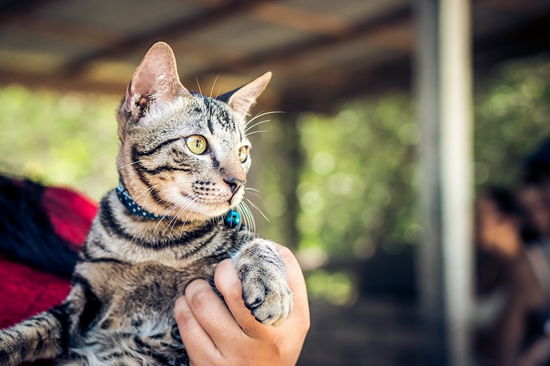 8 Amazing Reasons to Adopt A Cat From a Shelter