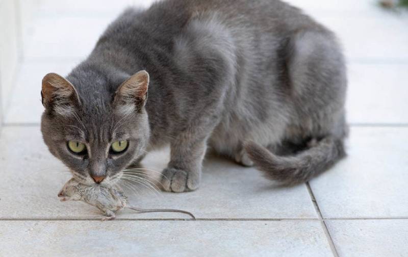 Why Do Cats Bring You Mice? Vet-Reviewed Feline Behavior