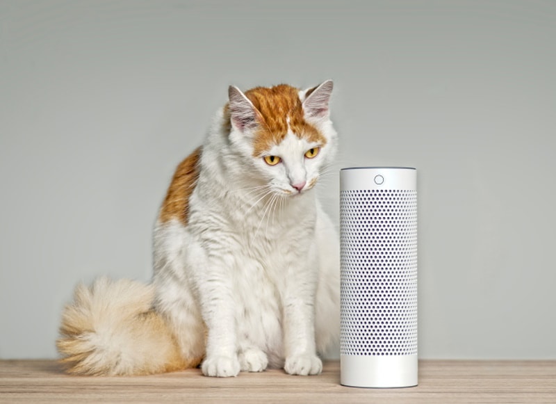 Can Classical Music Help a Cat Relax? Vet-Approved Facts & FAQ