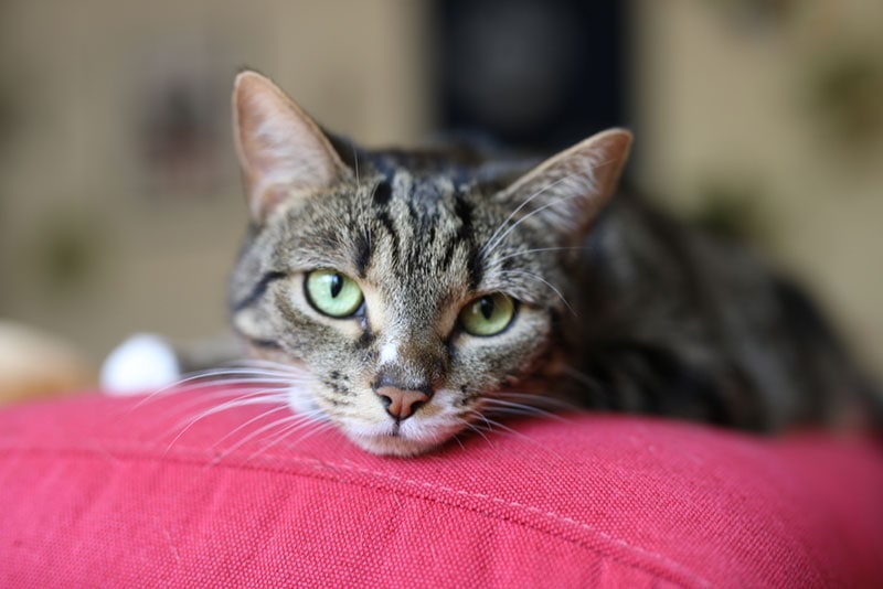 Aspirin for Cats with Arthritis: Important Precautions (Vet Answer)