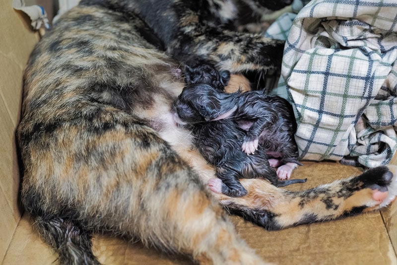 How to Help a Cat Give Birth: Vet-Verified Facts to Consider