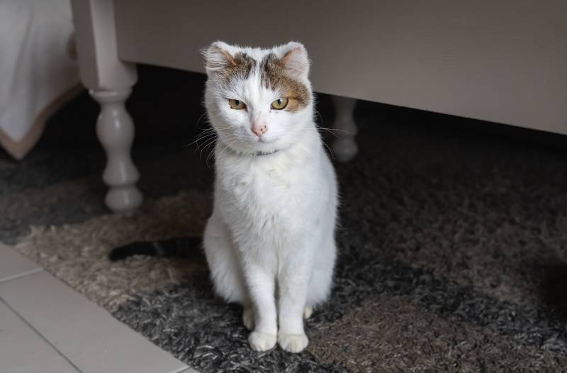 Ear Cancer in Cats: Signs, Causes, Treatments & FAQ (Vet Answer)