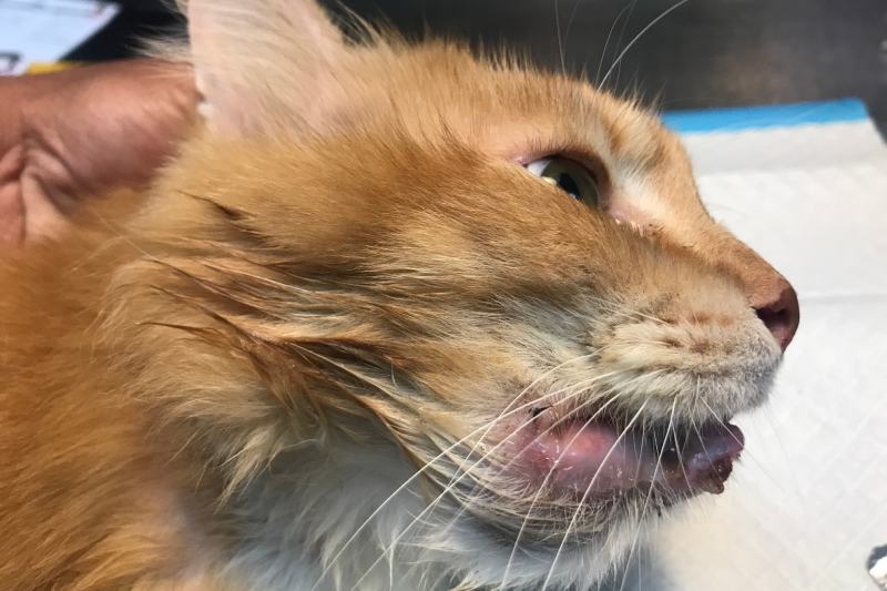 Why Is My Cat’s Bottom Lip Swollen? 9 Likely Reasons