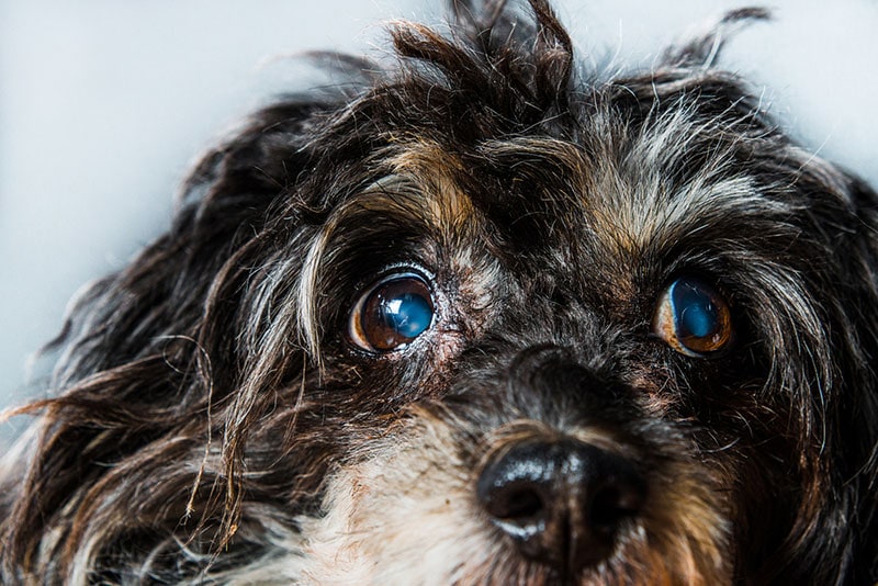 Iris Atrophy in Dogs: Signs, Causes & Treatment (Vet Answer)